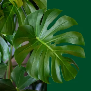 Mini image 2